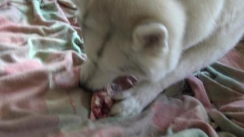 What's does a Malamute & Husky want for lunch?