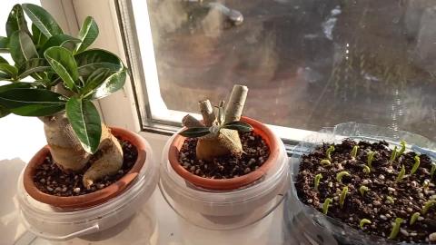 How to make an adenium caudex 5 times thicker from scratc...