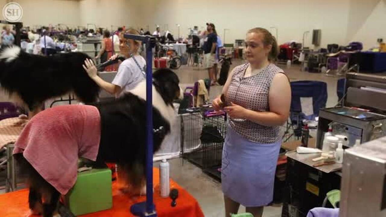 Dog brothers compete against each other at Mobile Kennel Club dog show