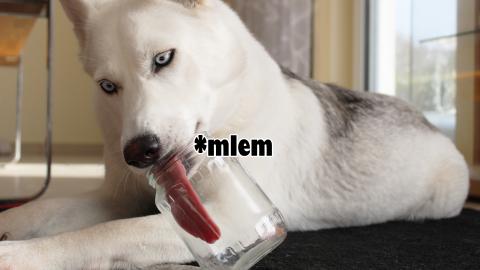 Husky Tries to Get a Bacon From A Jar! Cup Challenge!