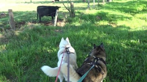 Don't have a cow Tikaani or a baby cow, so cute