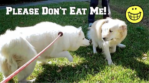 Husky Meets Golden Retriever