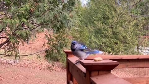 That Blue Jay Still Got the Blues / Funny Animal Dance 