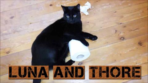 Luna And Thore Having Fun