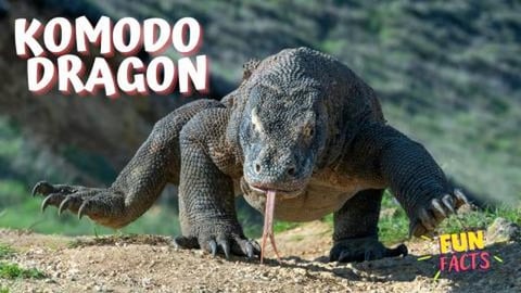KOMODO DRAGON - Fascinating Fun Facts About Earth's Large...