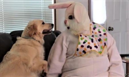 Quarantined Easter Bunny Vs. Dog!