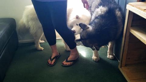 Husky & Malamute Dogs Reunited With Aunt Jen | They Attac...