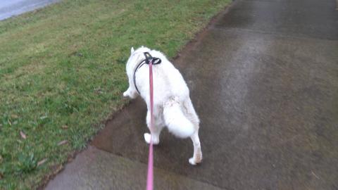 Rainy day still have to stop by and see Husky friend