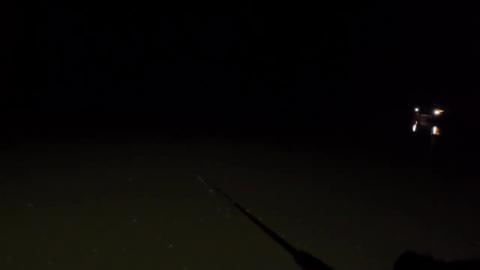 Fish of the Night
