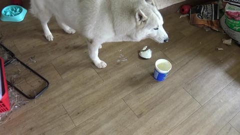 Husky enjoying Chicken & Yogurt for lunch
