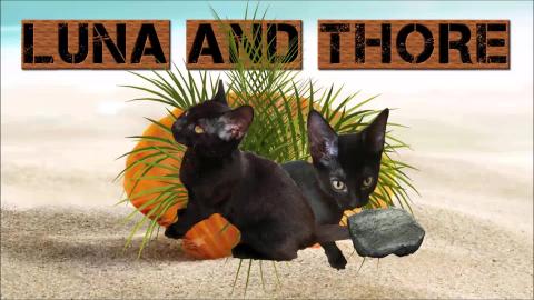 Luna And Thore And Me In Playing Mode So Cute