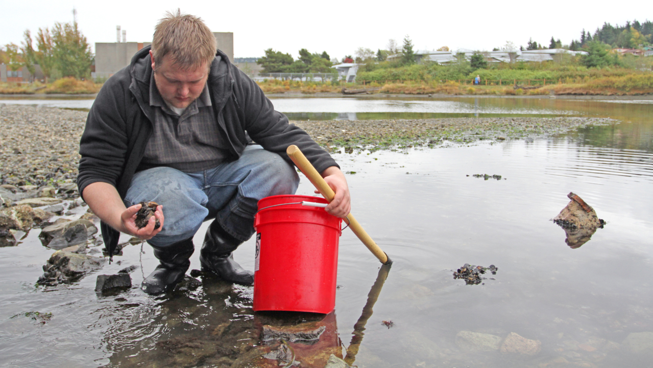 Check biotoxin hotline before harvesting shellfish in Washington state