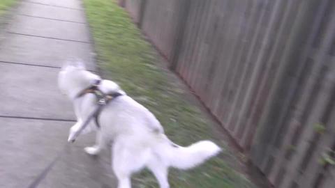 Husky spots doggy friend on our walk