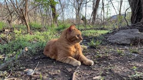 Cat in nature. Relaxing nature sounds of birds, water. 