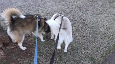 Husky and Malamute chase a Drake