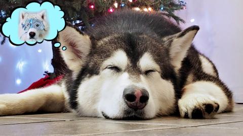 I'm Dreaming Of A White Husky | Parody