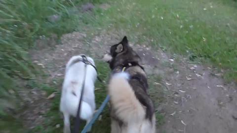Duck chase with Husky & Malamute