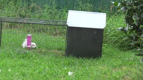 Guinea Pigs mowing the lawn