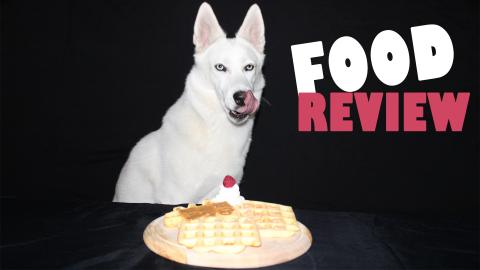 Dog reviews different Waffles!