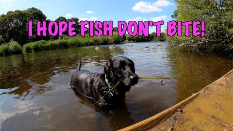 Percy the Labrador at Epping Forest Pond