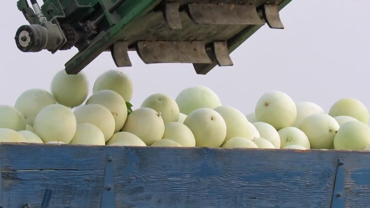 Watch the beautiful honeydew melon harvest happening now in Knights