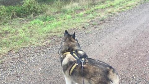 Husky Hiking when its wet and lots of kangaroos