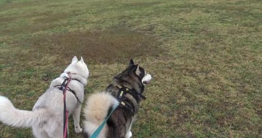 Husky's explore a big park, look at some beef and rabbit