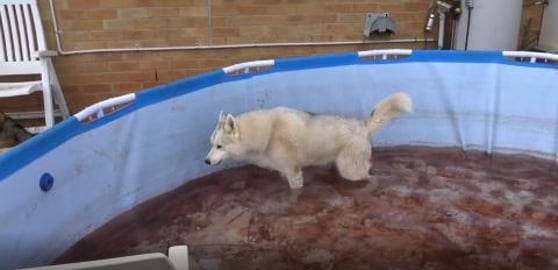 Husky helps fill the pool and Malamute rolly polly after ...