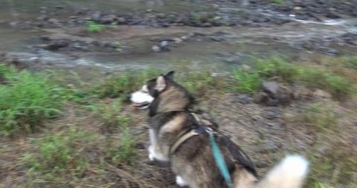 Walk around Withcot with malamute & husky