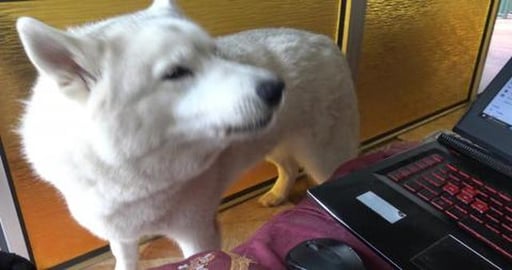 Husky Tikaani answers Tonka's The Malamute's call