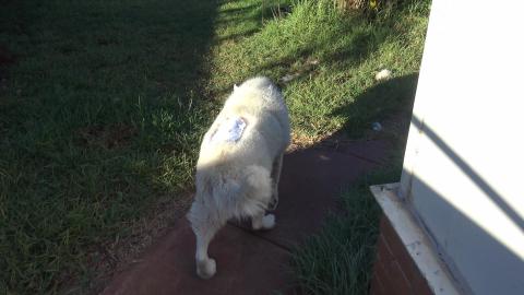 How is Husky Tikaani doing?