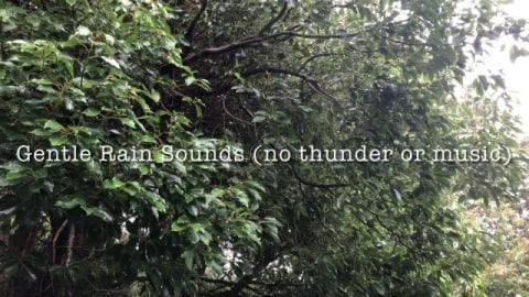 Gentle Rain Sounds from the Australian Countryside | Rain...