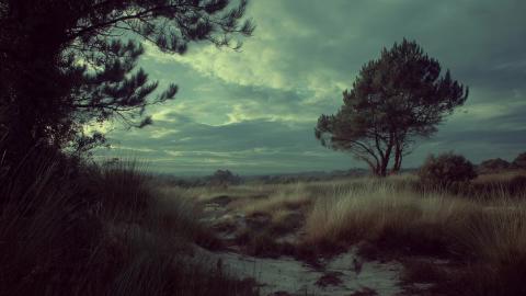 THE PEAT BOG Celtic Ambience for Relaxing  Medieval Music...