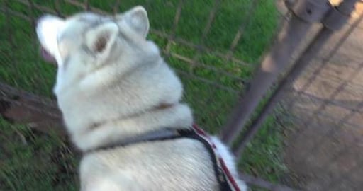 No Malamute Nala but we did pat Samoyed sister