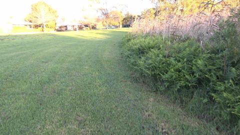 Puppy says hello to Husky and pretty parrot