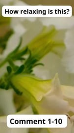 Escape the Stress: How Relaxing This Really Is! Volume 10...