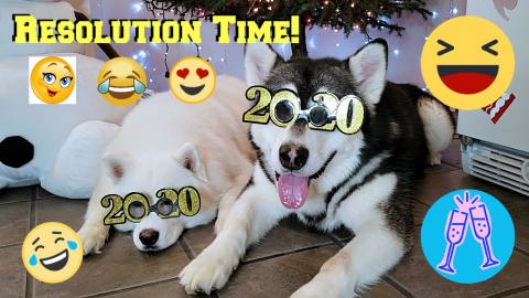 My Snow Dogs Funny New Years Resolutions