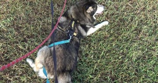 Overwelming walk for poor Wolf, too many people