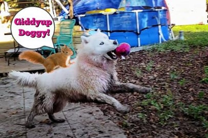 Try Not To Laugh | Husky | Practicing Hunting