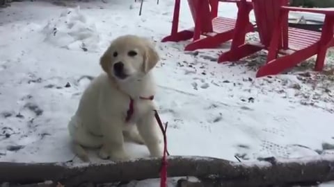 Lola, the cutest Puppy ever, discovers dirt for the very ...