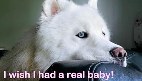 Husky Wishes For A Baby Her Wish Comes True! 