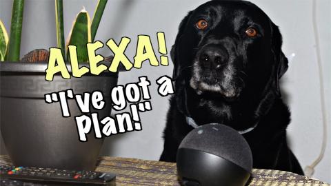 Percy The Black Labrador and Alexa