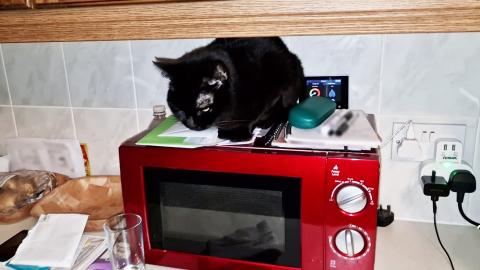 Random stuff with kitten Luna
