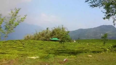 Towards Temi Tea Garden | Sikkim