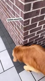 Why are My Dogs so Weird?