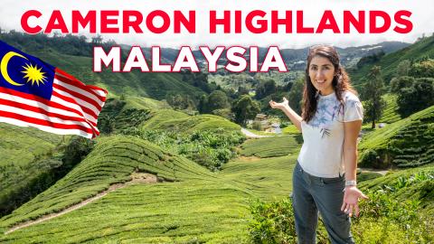 Best Things To Do in Cameron Highlands | Malaysia Travel ...