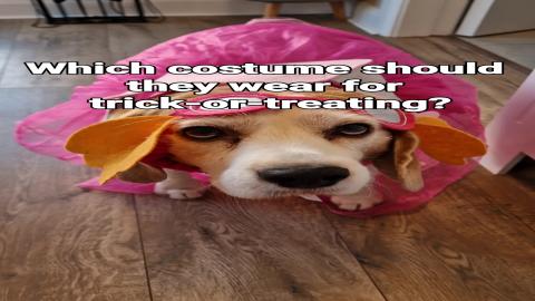 Which Halloween Costume Should My Beagle Wear? 