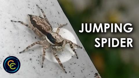 Gray Wall Jumper or Gray Wall Jumping Spider