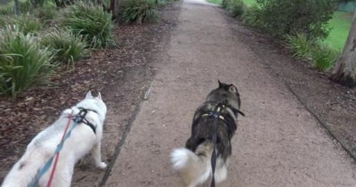 Malamute & Husky exploring West Creek