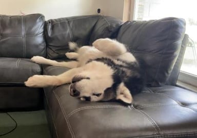 Malamutes Upside Down Howls 